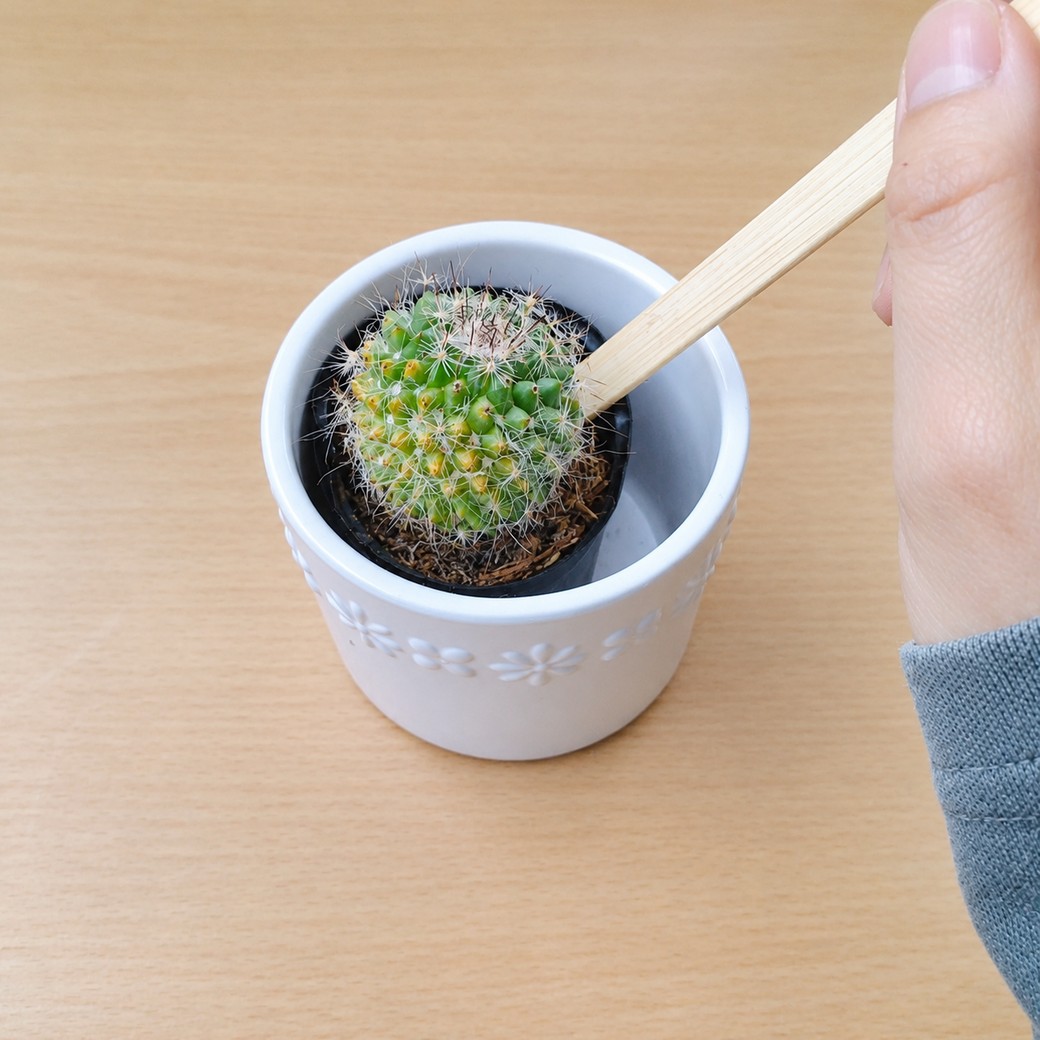 サボテンの土にさしたアイスの棒