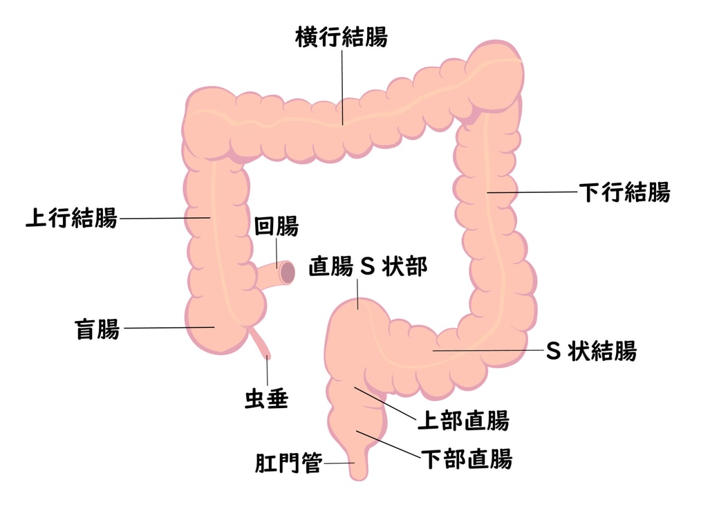 大腸