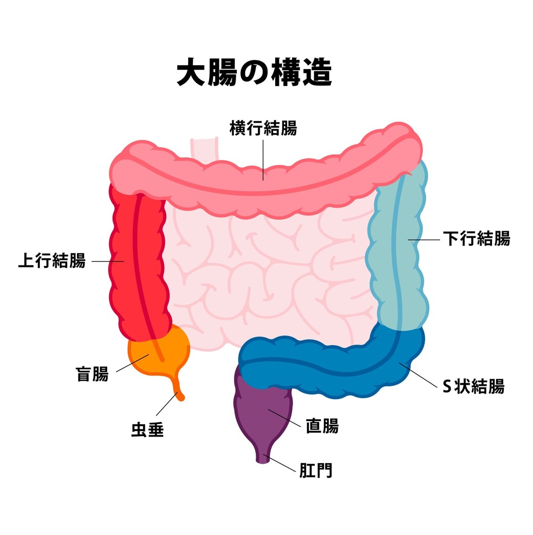 大腸の部位